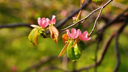 Beautifully blooming quince blossoms in spring