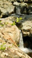 Early spring, light green buds