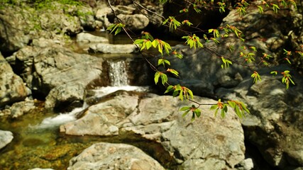 Early spring, light green buds