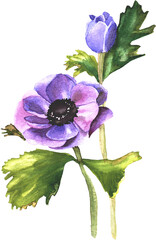 Purple anemone flowers 