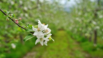Beautiful apple blossoms in the orchard