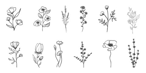 Wild forest herbs and flowers vintage textured chalk drawing sketch. Line grass retro flora silhouette. Crayon doodle hand drawn