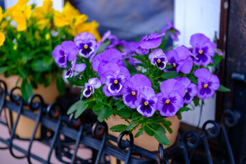 公園で見つけた花達