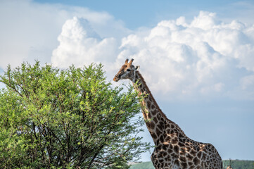 giraffe in the wild