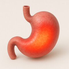 A realistic 3D rendering of a human stomach isolated on a white background, with a glowing red inner lining to depict irritation from excess acid buildup