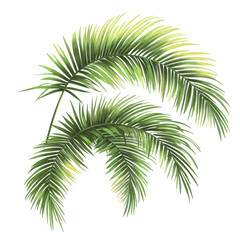 Naklejka premium Lush green palm fronds arranged elegantly on a white background for decoration or design use