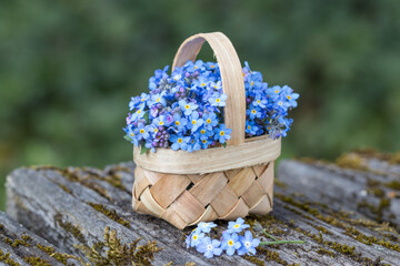 florales Arrangement mit Vergissmeinnicht (Myosotis) im Korb im Garten