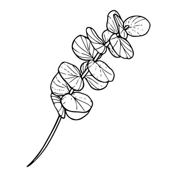 recommend clip art: eucalyptus branch with round leaves vector illustration