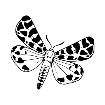 ornate tiger moth line art design