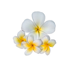 Frangipani flower isolated on transparent png