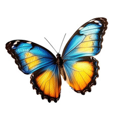 Colorful butterfly resting with vibrant blue and orange wings in natural light