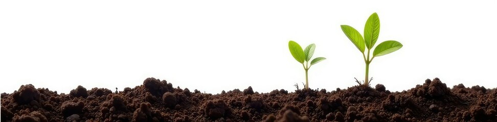 Brown isolated roots growing in the dirt on a white background, plant roots, roots, growth