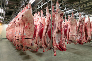 牛肉加工場　枝肉貯蔵庫 Beef processing plant - Carcass storage facility