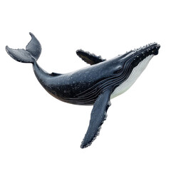 Humpback whale glides gracefully through the ocean depths showcasing majestic beauty and power in its natural habitat