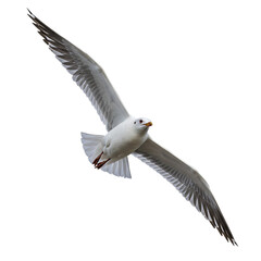 Fototapeta premium Seagull in Flight Black Background