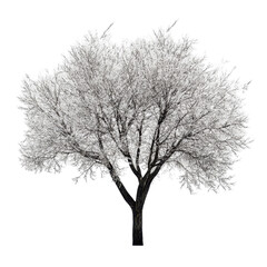 Obraz premium Winter landscape features a leafless tree against a bright white background creating a striking contrast of nature