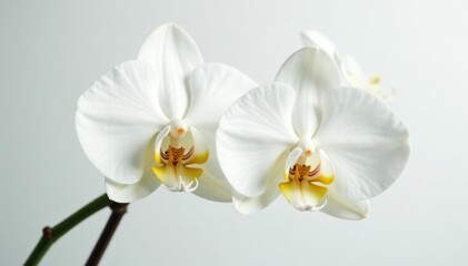 Obraz premium Delicate white orchid blossom on pure white backdrop, fragile, fresh, photography