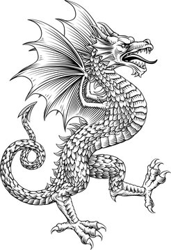 A heraldry coat of arms crest style heraldic wyvern dragon in a vintage woodcut style