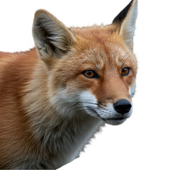 Fototapeta premium Close-up of a red fox's head and shoulders, showcasing its rich reddish-brown fur, alert eyes, and pointed snout