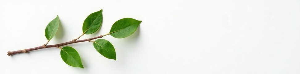 Naklejka premium A branch with a few leaves and twigs on white surface, earthy, organic