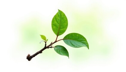 A single branch with a knot and unique shape on a white background, leaf, isolated branches, green