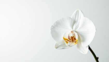 Obraz premium Delicate white orchid blossom against pure white backdrop, flower, elegant