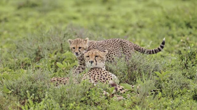 Cheetah and Cubs in Serengeti National Park in Tanzania in Africa on African Wildlife Safari Animals Game Drive