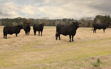 Black Cows Grazing in Pasture Rural East Texas