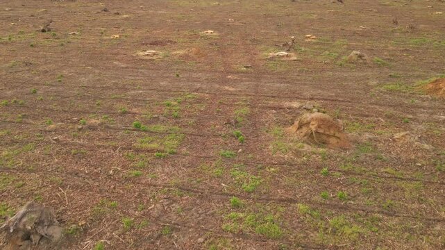 Barren landscape showing the aftermath of deforestation, with scattered tree stumps. Small patches of green vegetation attempt to regrow among the desolate remains of a once-forested area.