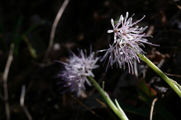 春の喜びを伝える花