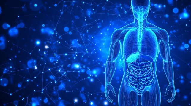 3D Illustration Human Digestive System Anatomy Detailed Visualization on Futuristic Blue Background