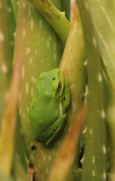 American Green Tree Frog Hyla cinerea On Aloe Vera Plant