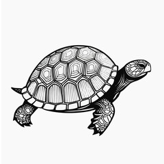 Detailed turtle illustration, reptile wildlife drawing in black and white line art style