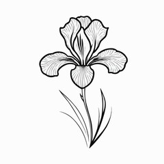 Elegant iris flower botanical illustration, single bloom in minimalist line art style