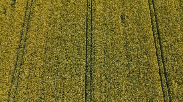 An aerial perspective captures a vast, vibrant yellow rapeseed field, marked with parallel tractor tracks. The bright field stretches endlessly, creating a mesmerizing pattern across the landscape.