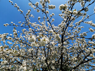 Cherry tree covered with white flowers in spring in a French garden