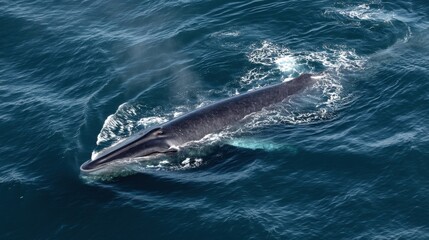 Fototapeta premium Majestic Blue Whale: Ocean Giant in Azure Waters