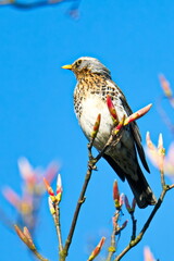 Wacholderdrossel im Frühjahr bei der Balz