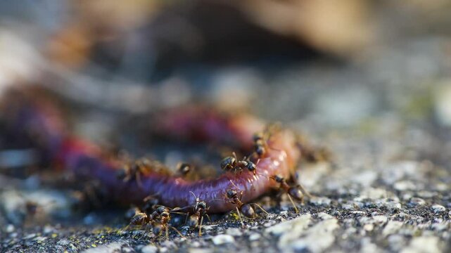 Colony of ant eating dead earthworm. Teamwork, wildlife food cycle