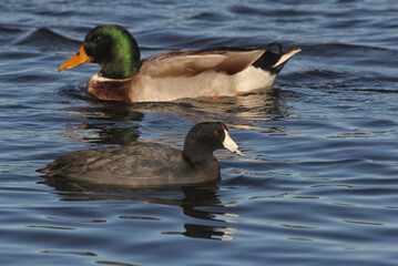 Mallard Duck and American Coot Swimming in Lake Tyler near Whitehouse TX