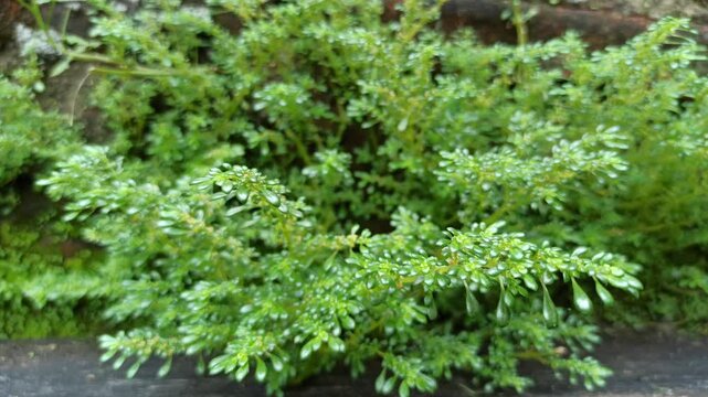 Pilea microphylla displays its tiny, lush green leaves in a dense, delicate cluster, creating a fresh and vibrant natural texture.