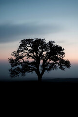 Obraz premium Minimalist nature landscape featuring a dark silhouette of a tree or mountain against a soft pastel gradient sky. Flat or semi-realistic style with a calm, peaceful mood. Created with generated AI