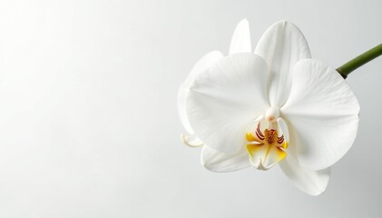 Delicate white orchid blossom against pure white backdrop, serene, studio shot, smooth