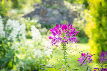 Pink spider flower (Cleome hassleriana) in the garden. Close-up of a flower called pink cleome in the sun in summer. Species of Cleome are commonly known as spider flowers, spider plants, spider weeds