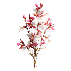 Fresh Gaura Flowers in a Clean Natural White Arrangement