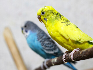 Yellow and blue budgies, pair of domestic birds