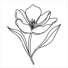 Elegant Tulip Line Art Silhouette Vector Black and White Flower Illustration