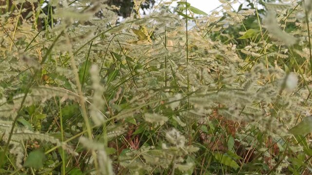 Grevillea  grass flowers