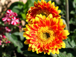 Red and yellow gerbera flowers in french garden