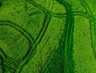 green farmland from a drone, green meadow from a bird's eye view, green meadow photo, green grass from above, green lawn from a bird's eye view